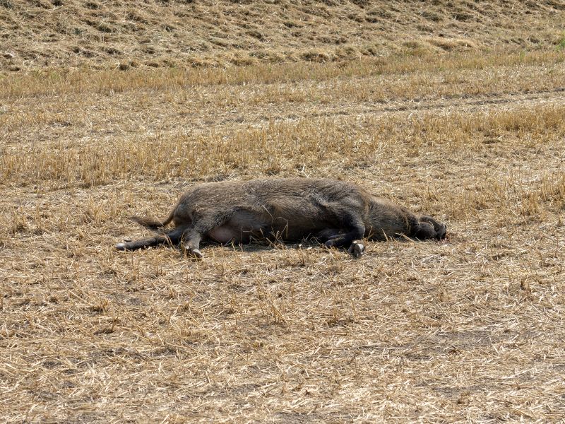Sei cinghiali abbattuti a Savona: insorgono gli animalisti