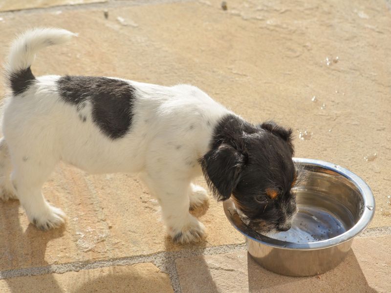 I consigli per pulire e rendere sicura la ciotola del cane