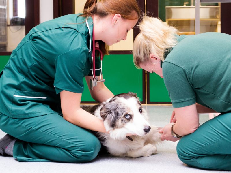 Ecco come detrarre le spese veterinarie
