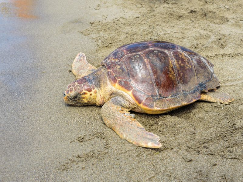 Avvistati i primi nidi in Campania delle tartarughe caretta caretta