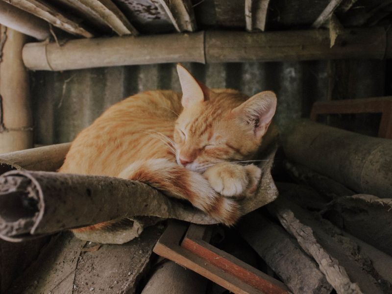 Abbandono di animali