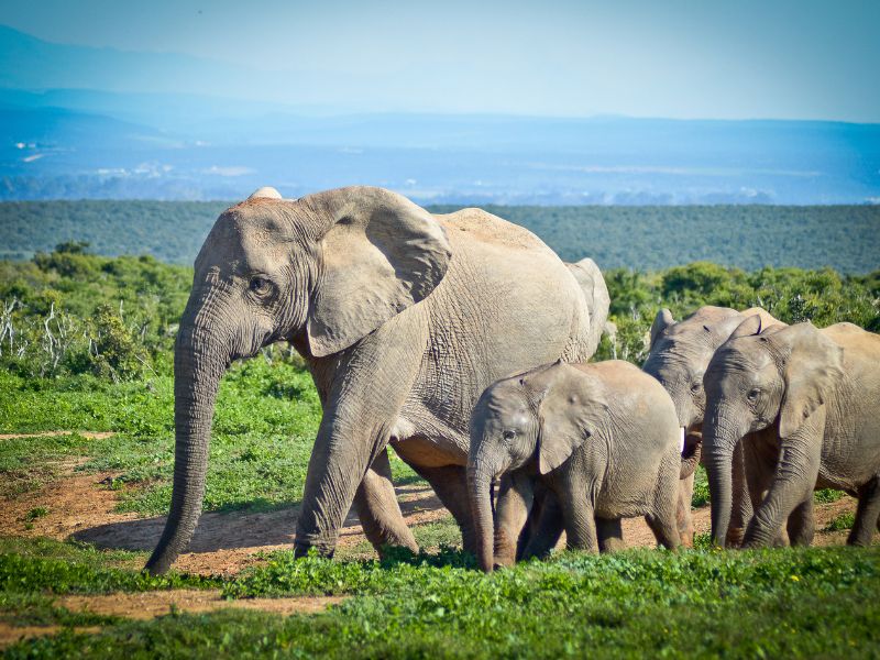 Elefanti africani