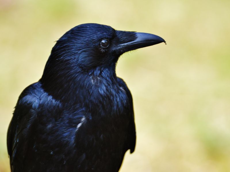Gli animali più intelligenti
