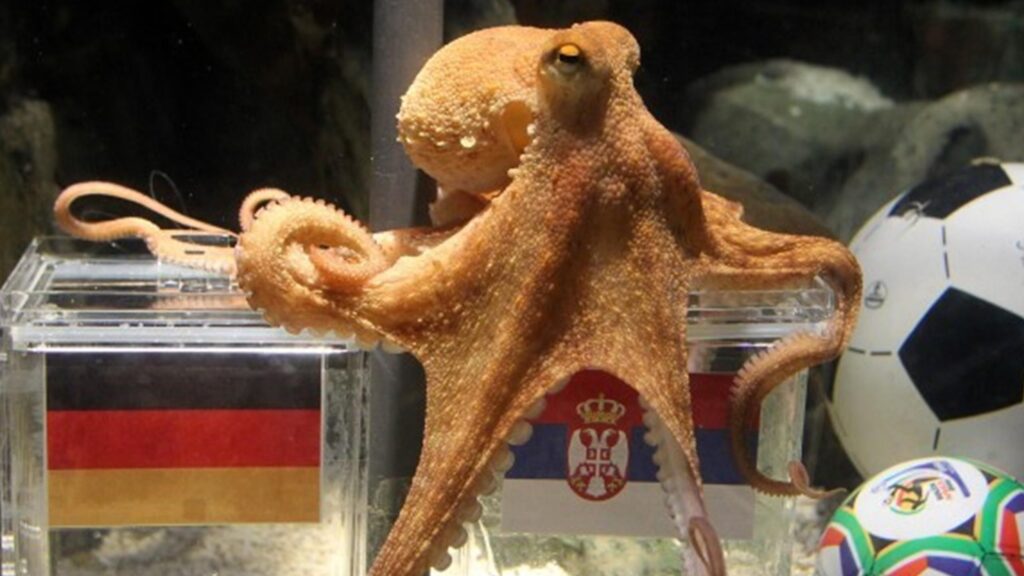Animali oracolo