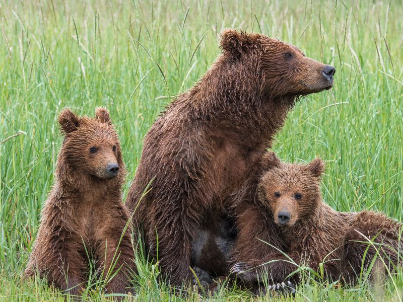 L'orso grizzly