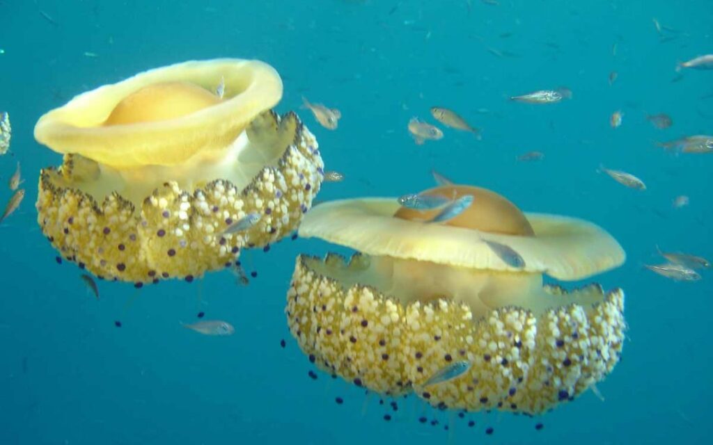 Cassiopea mediterranea