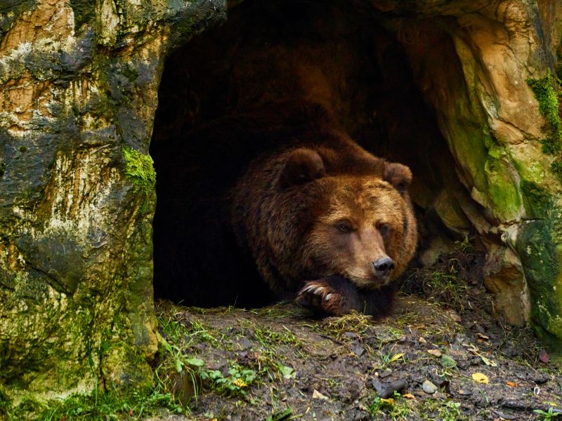 Trentino, più sicurezza per orsi e turisti