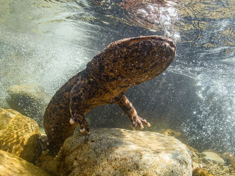 Fossili