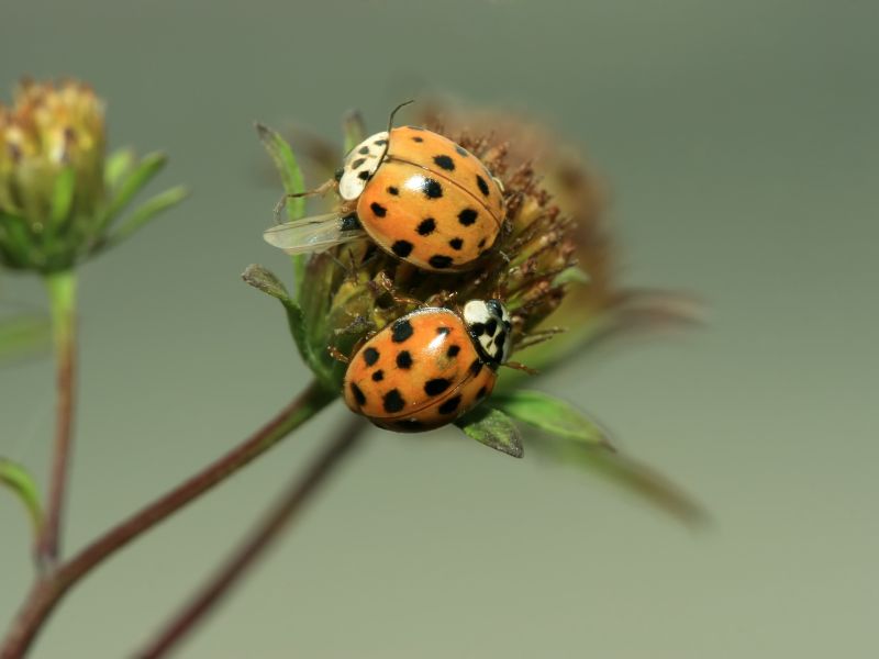 La coccinella è un insetto molto vorace