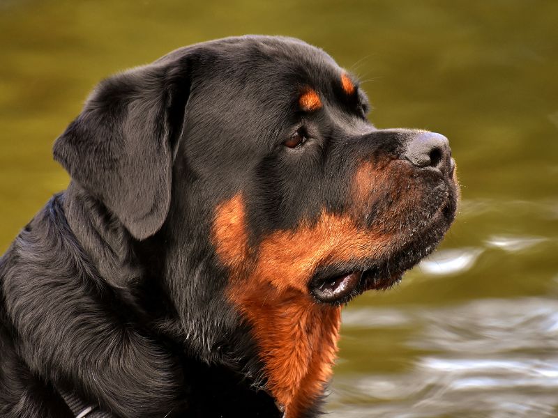 Catania, liberati rottweiler tenuti in pessime condizioni