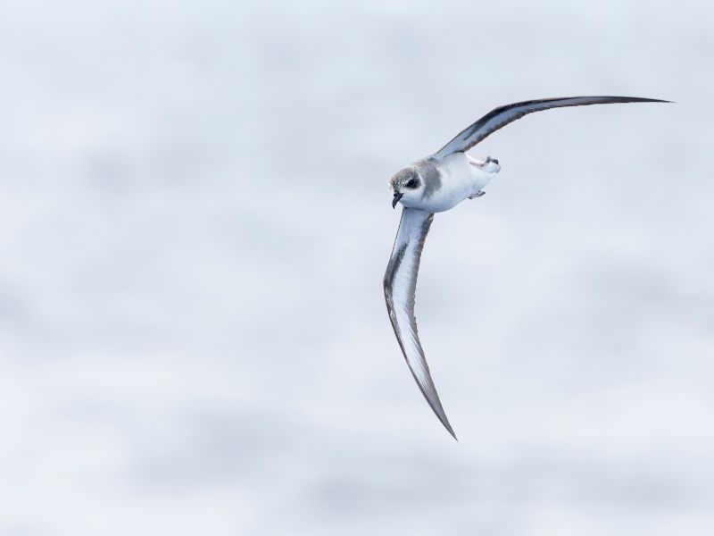 Uccelli marini, alcune specie inseguono i cicloni