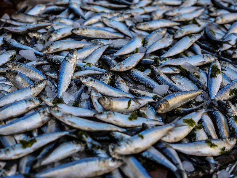 Mediterraneo, entro il 2050 sarà alieno 1 pesce su 3