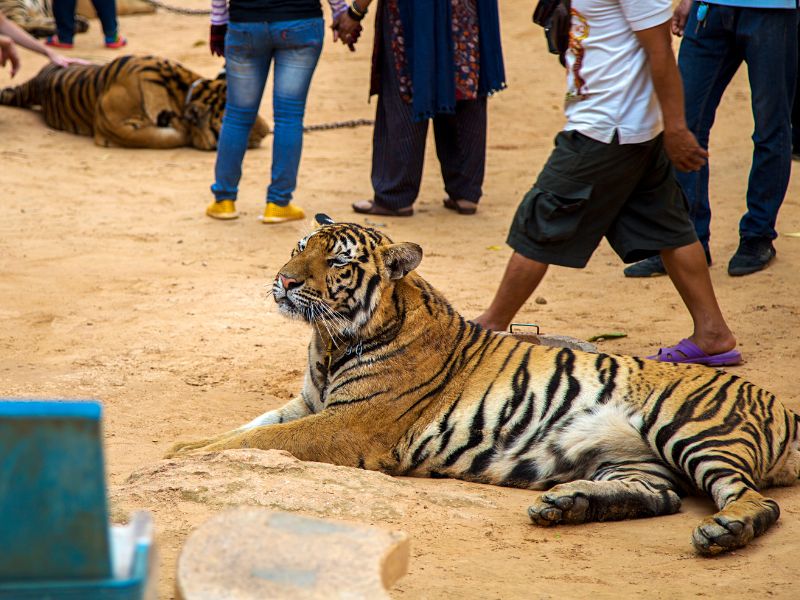 Aumentano le tigri in Thailandia