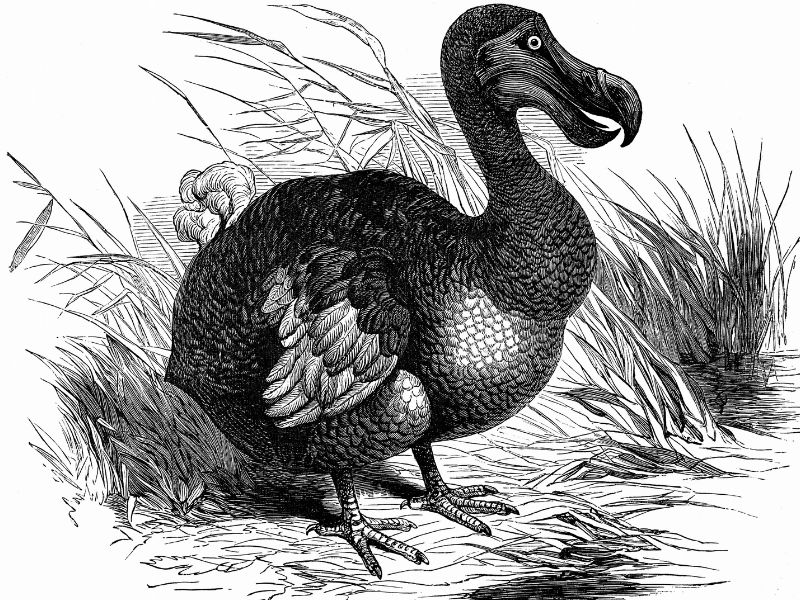 I dodo