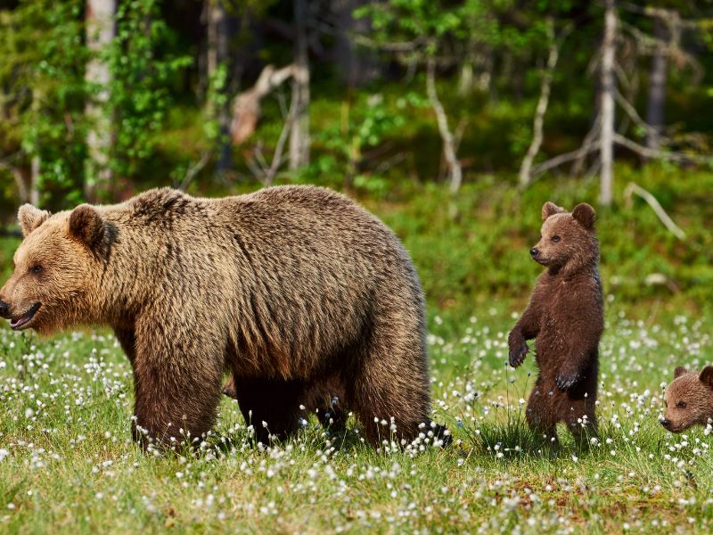 L'orso bruno