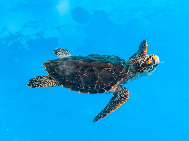 Tartarughe caretta caretta