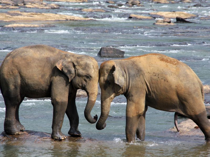 “World Elephant Day”: ecco la festa