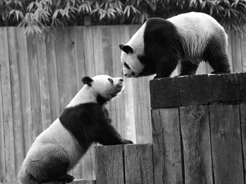 Nati due gemellini di panda a Hong Kong