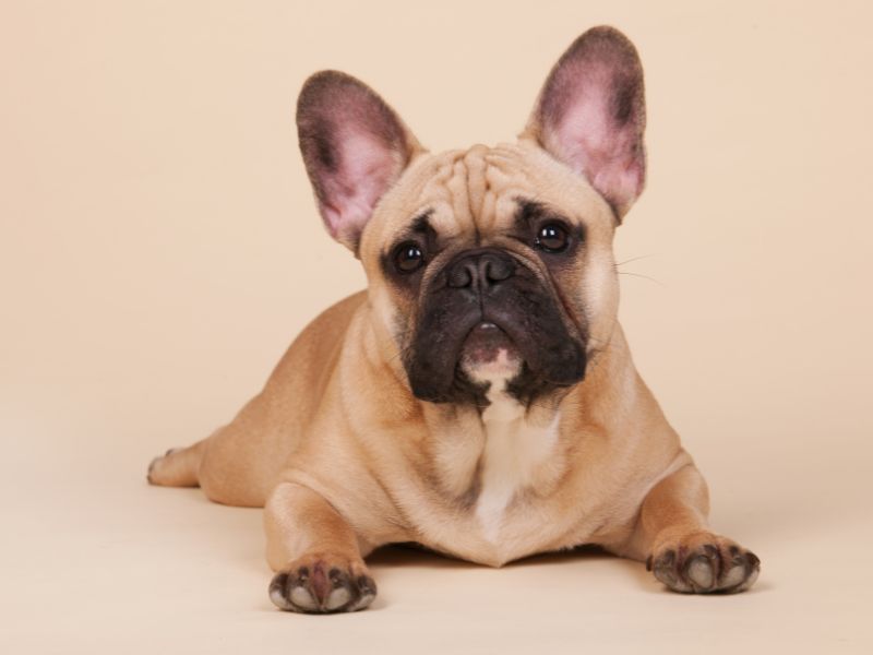 Il bulldog francese, idolo dei social ma attenzione alle malattie
