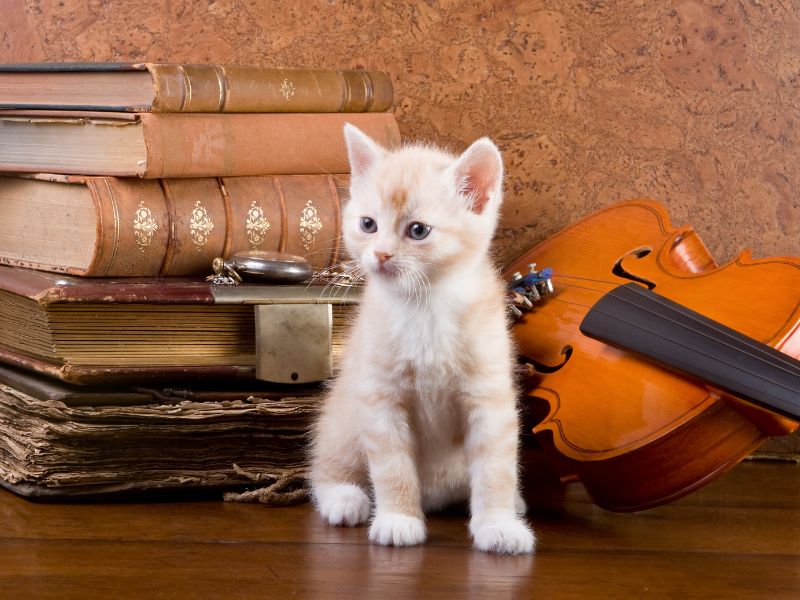 Animali e musica