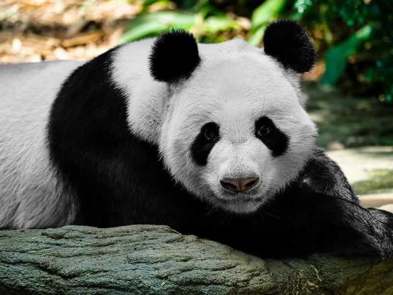 Panda giganti cinesi in arrivo allo zoo di Washington