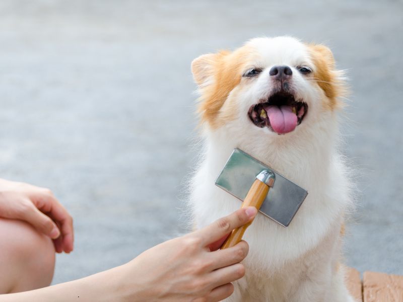 In Giappone la vita dei cani si è allungata