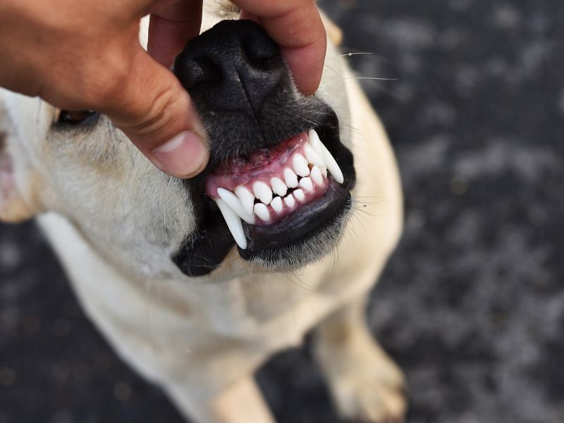 Non dimenticare di lavare i denti del tuo cane