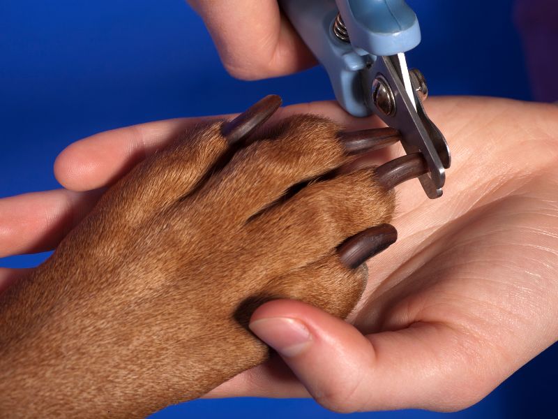 Come tagliare le unghie al cane