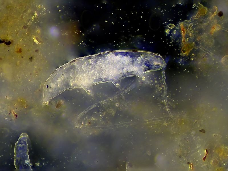 I tardigradi resistono alle microplastiche