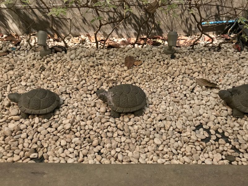 Hai trovato una tartaruga in giardino? Ecco cosa fare