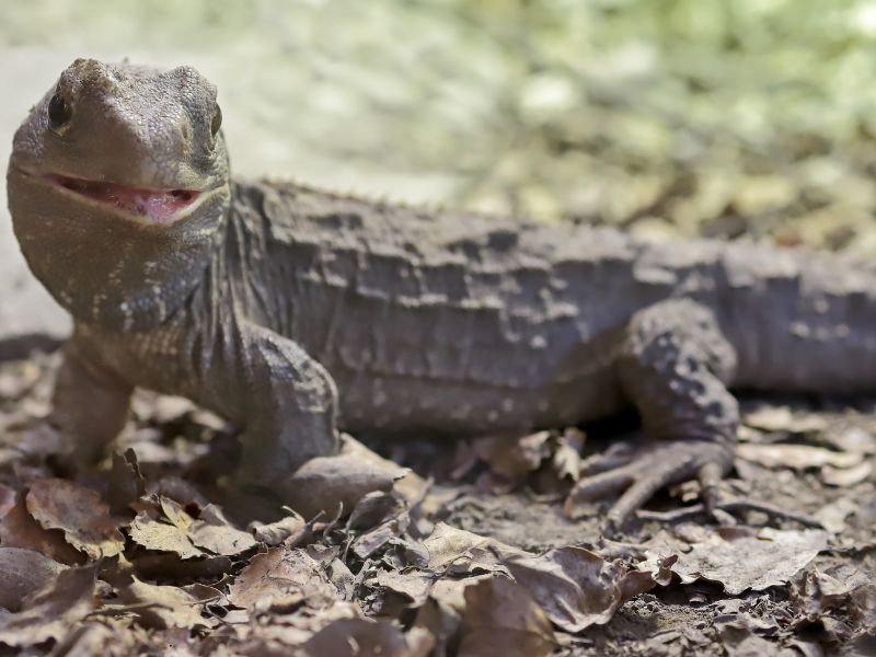 Henry il tuatara: la storia del rettile più vecchio della Nuova Zelanda