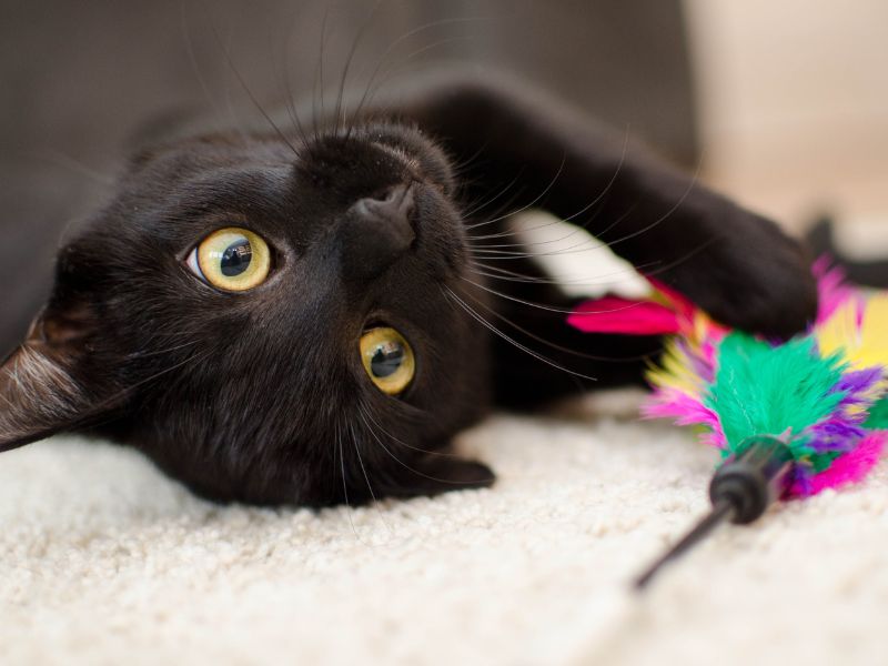 A Roma il Festival “Mi fa un baffo il gatto nero”