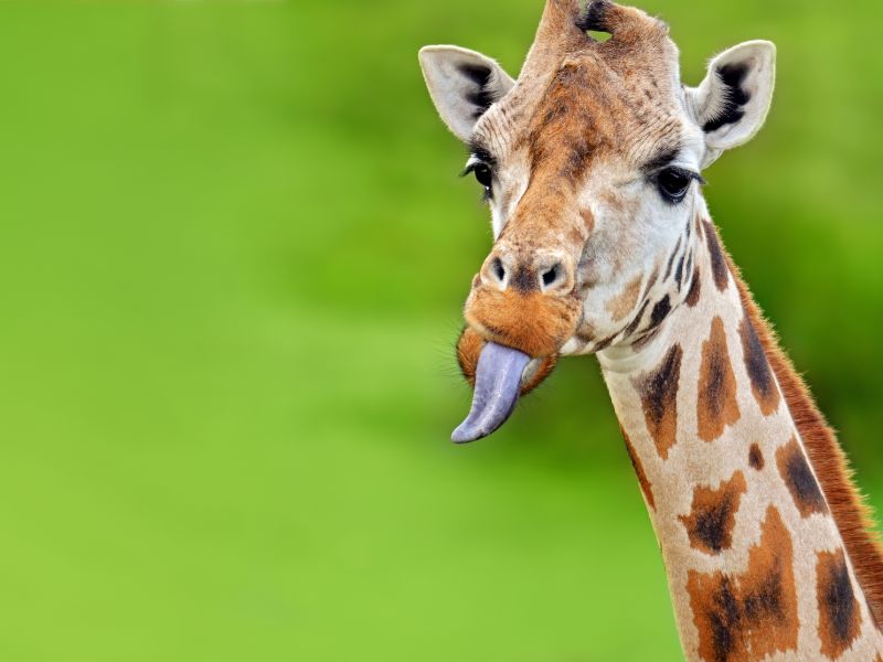Animali in estinzione