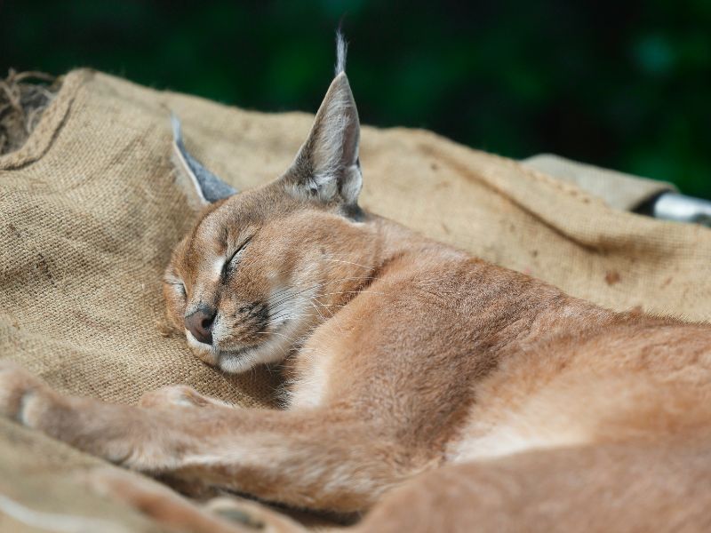 Come i social contribuiscono alla tutela della fauna selvatica