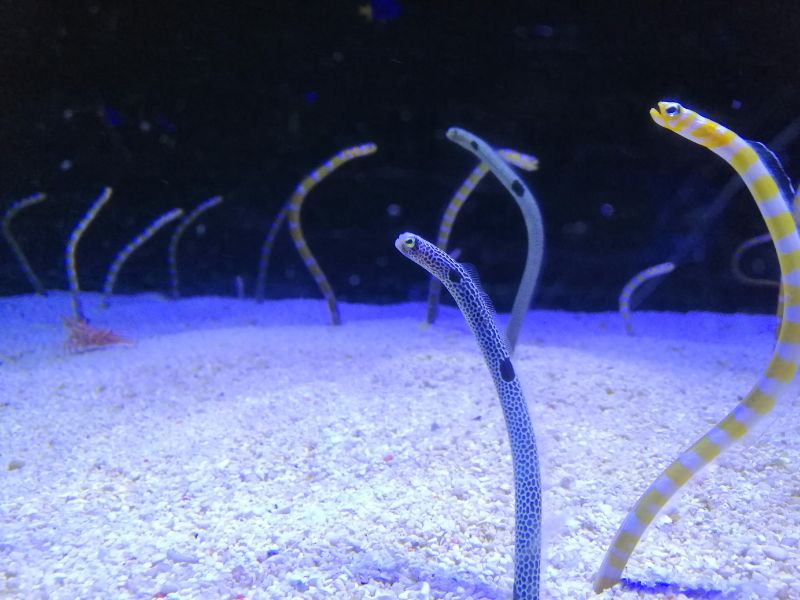 Comportamenti animali