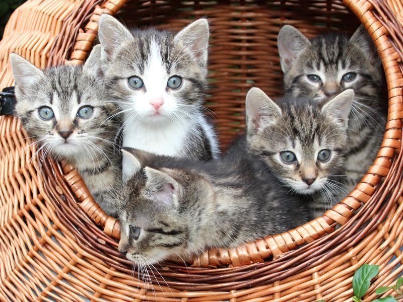 Il cervello dei gatti invecchia come quello umano: lo dice la scienza