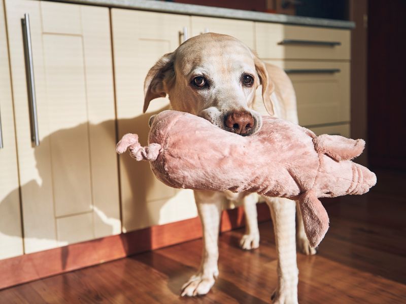 I cani adorano i peluche: scopriamo il perché
