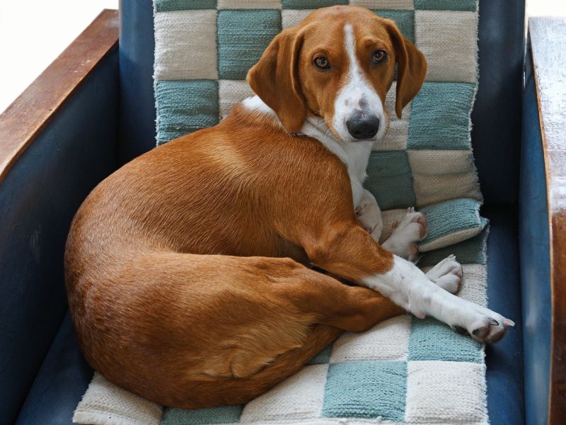 Scopriamo il Drever, cane di origine scandinava