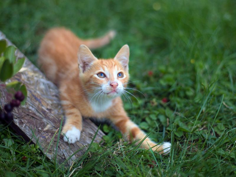 IL gatto ha paura