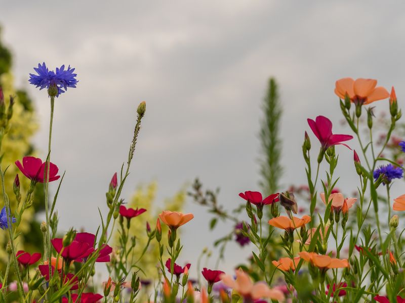 Api e microbi: come i funghi del suolo influenzano i fiori