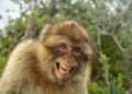 Anche gli animali ridono: scopriamo il significato