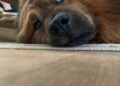 Che cosa ha il cane che sospira? Scopriamo se dobbiamo preoccuparci