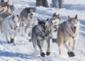 Antartide e cani da slitta: fine di un’epoca per proteggere l’ecosistema
