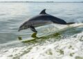 Delfini contaminati da farmaci nel Golfo del Messico