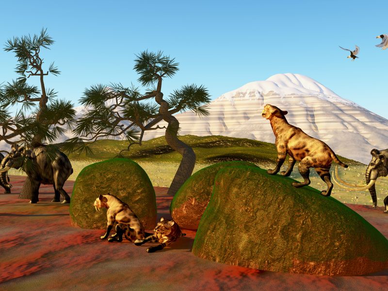 Scoperti due nuovi gatti dai denti a sciabola in Sudafrica