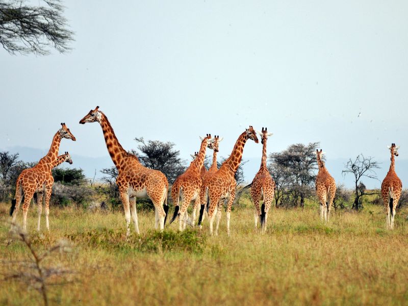 Le giraffe a rischio estinzione: mobilitazione per salvare l’icona dell’Africa