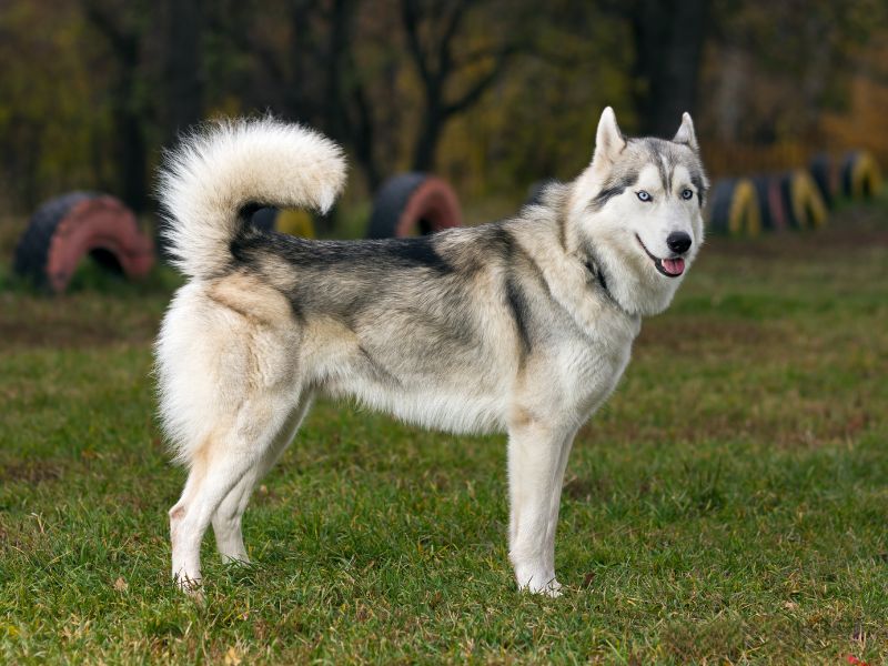 Come prendersi cura del cane Siberian Husky