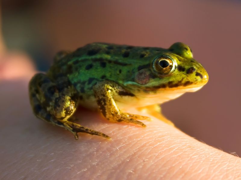 Piccole rane sfidano le api nell’impollinazione