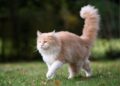 I gatti usano la coda per comunicare