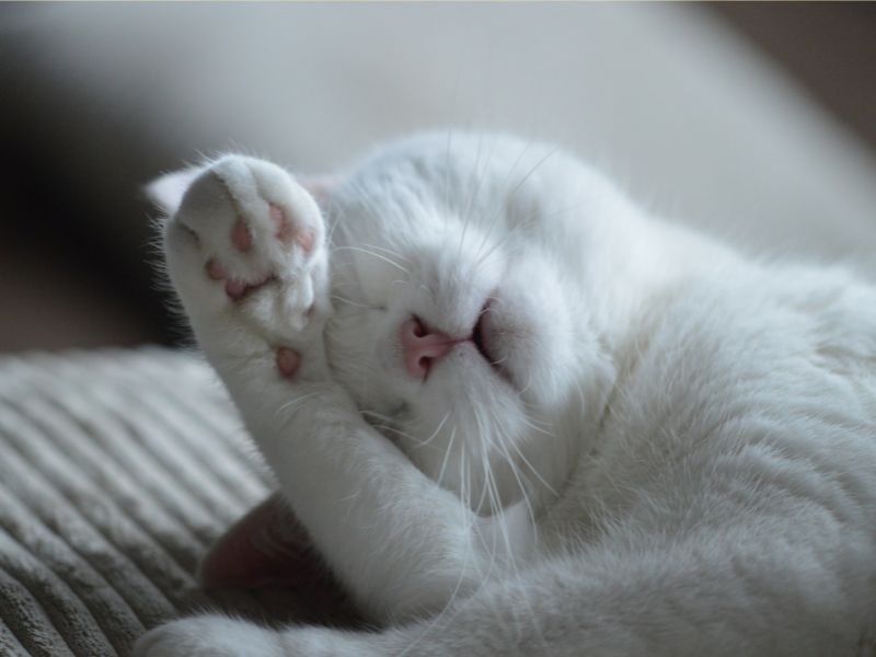 I gatti si coprono il viso durante il sonno
